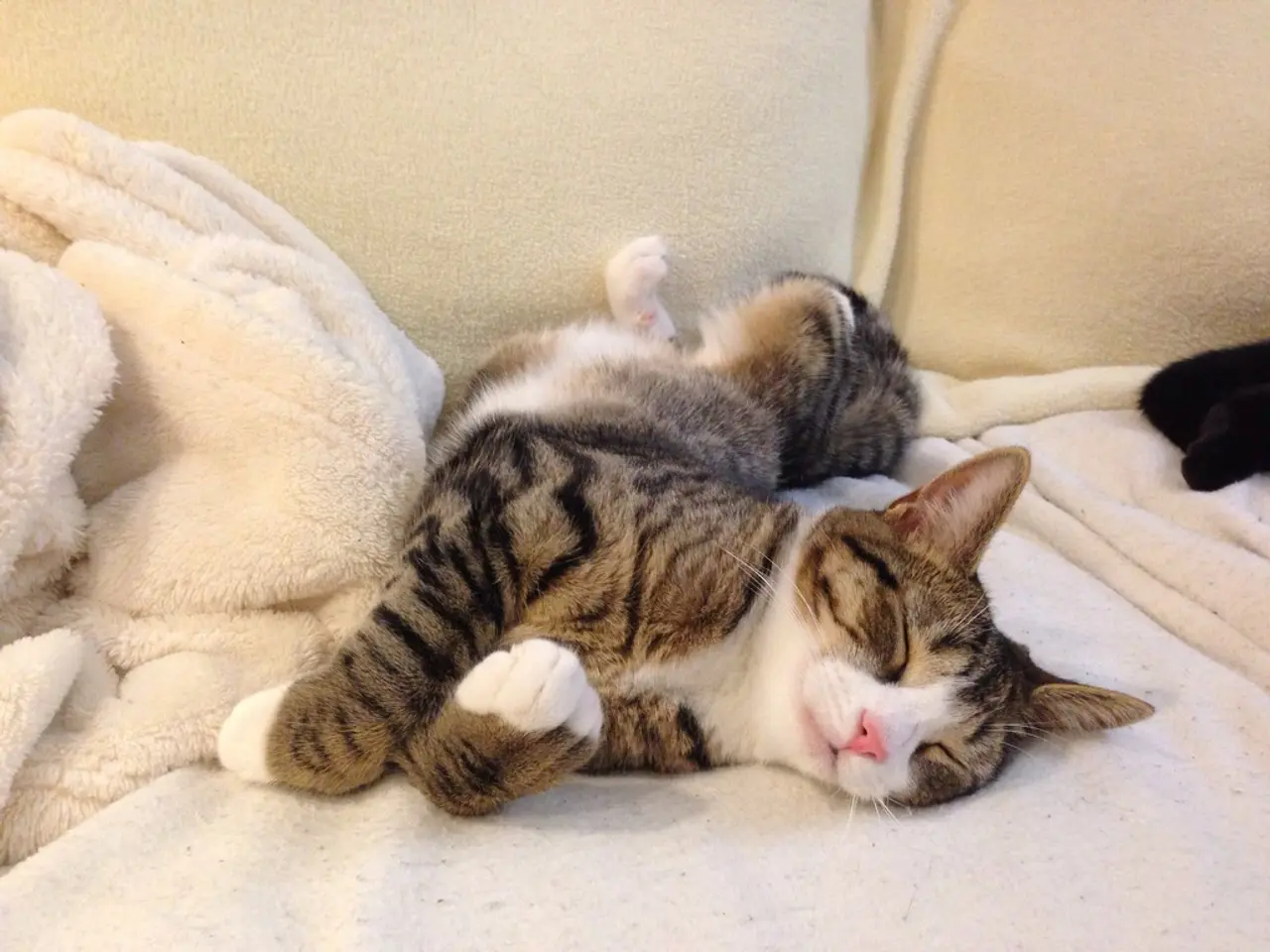 Cats Usually Prefer Sleeping on Their Left Side More Frequently.