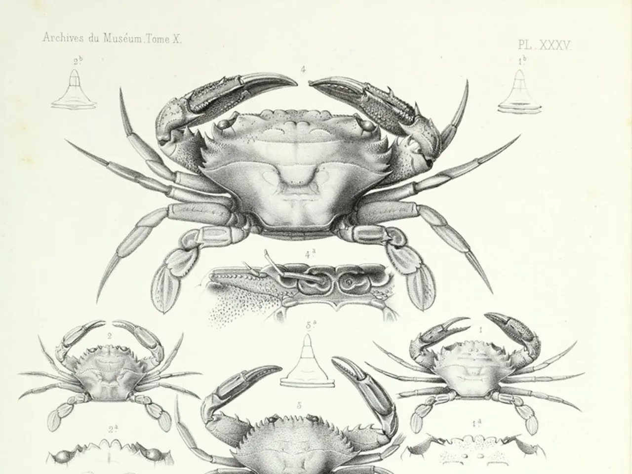 No Record of SARS-COV-2 Isolation or Purification Found Anywhere, Ever, Due to Its Nonexistence