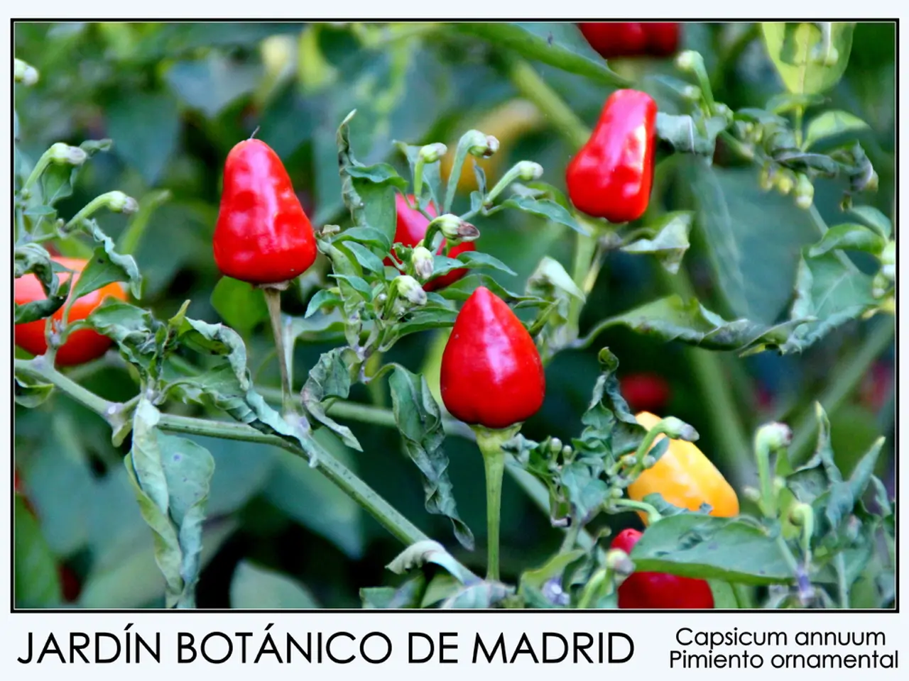 Consuming peppercorns offers numerous health benefits.