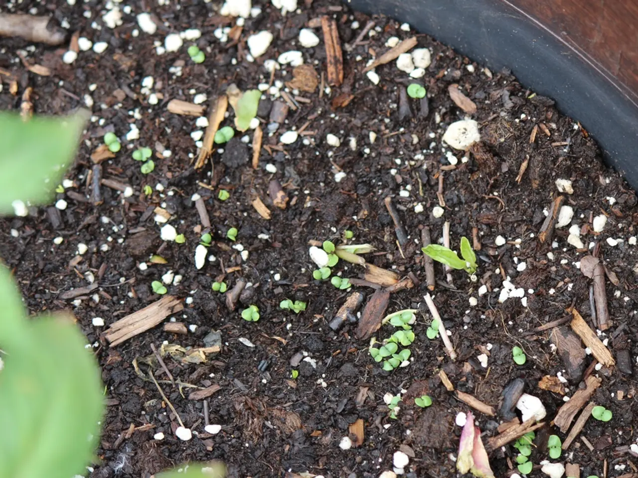 Various Kinds of Chemical Fertilizers Employed in Indian Agriculture Explained