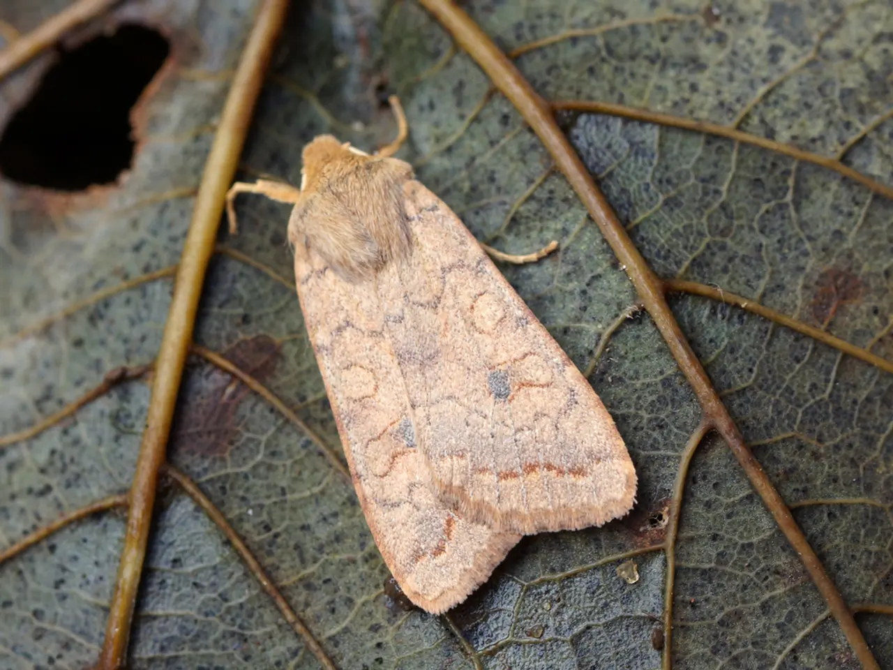 Bloodsucking insect known as the conenose (Triatoma sanguisuga) resides on foliage. Active during...