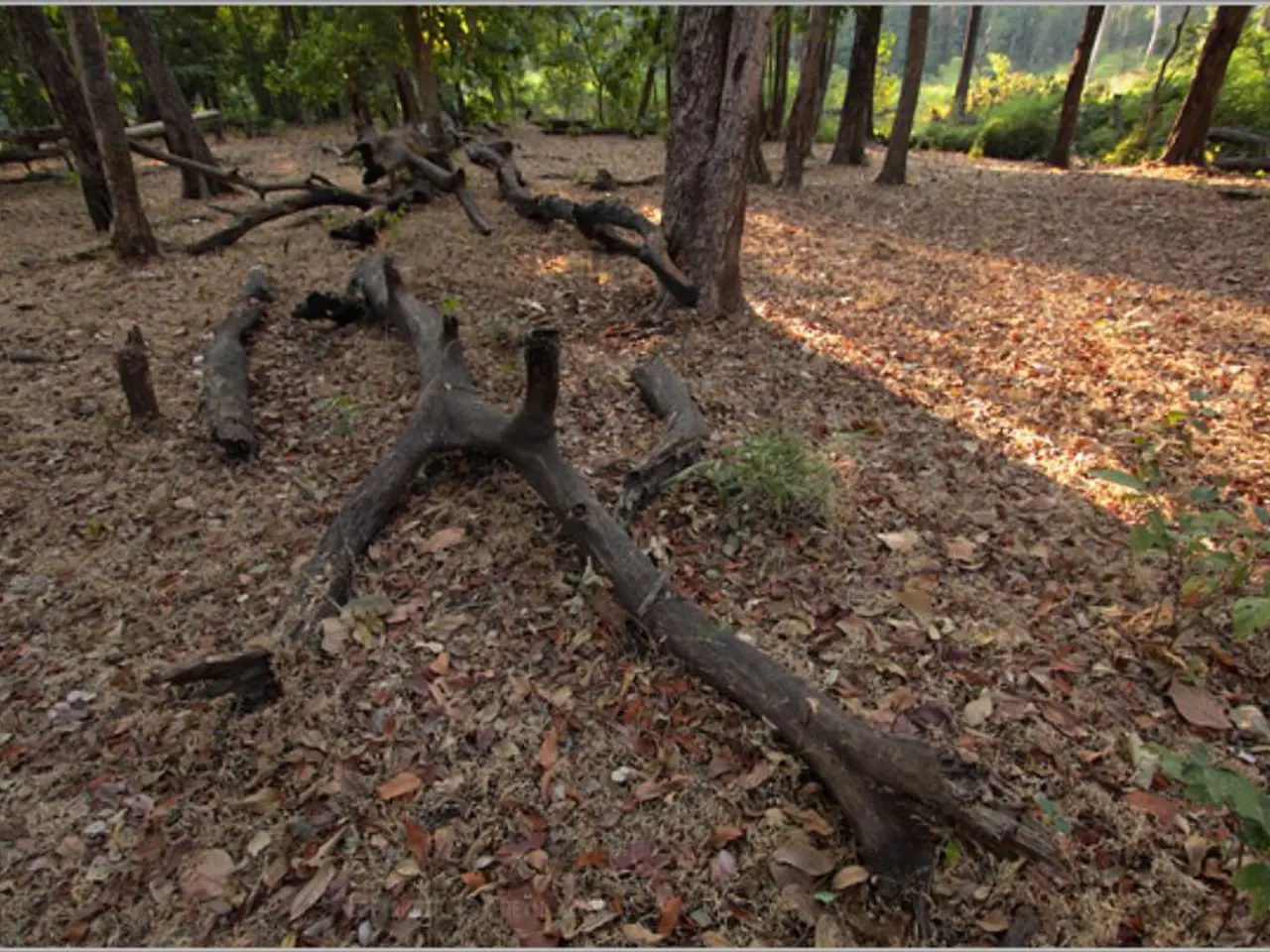 Soil-Root-Plant Translation: Unraveling the Process of Mineral Uptake through Soil and Vegetation