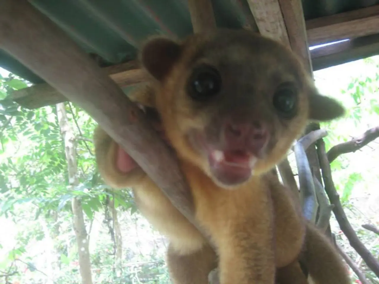 Broader backing for animal euthanasia urged by ministry