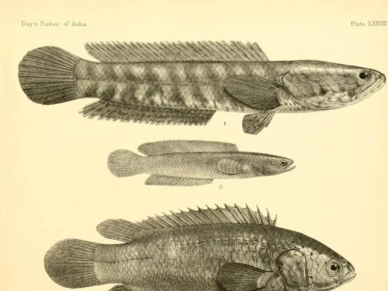 Fish cloacal ancestry laid the foundation for the evolution of fingers in terrestrial creatures