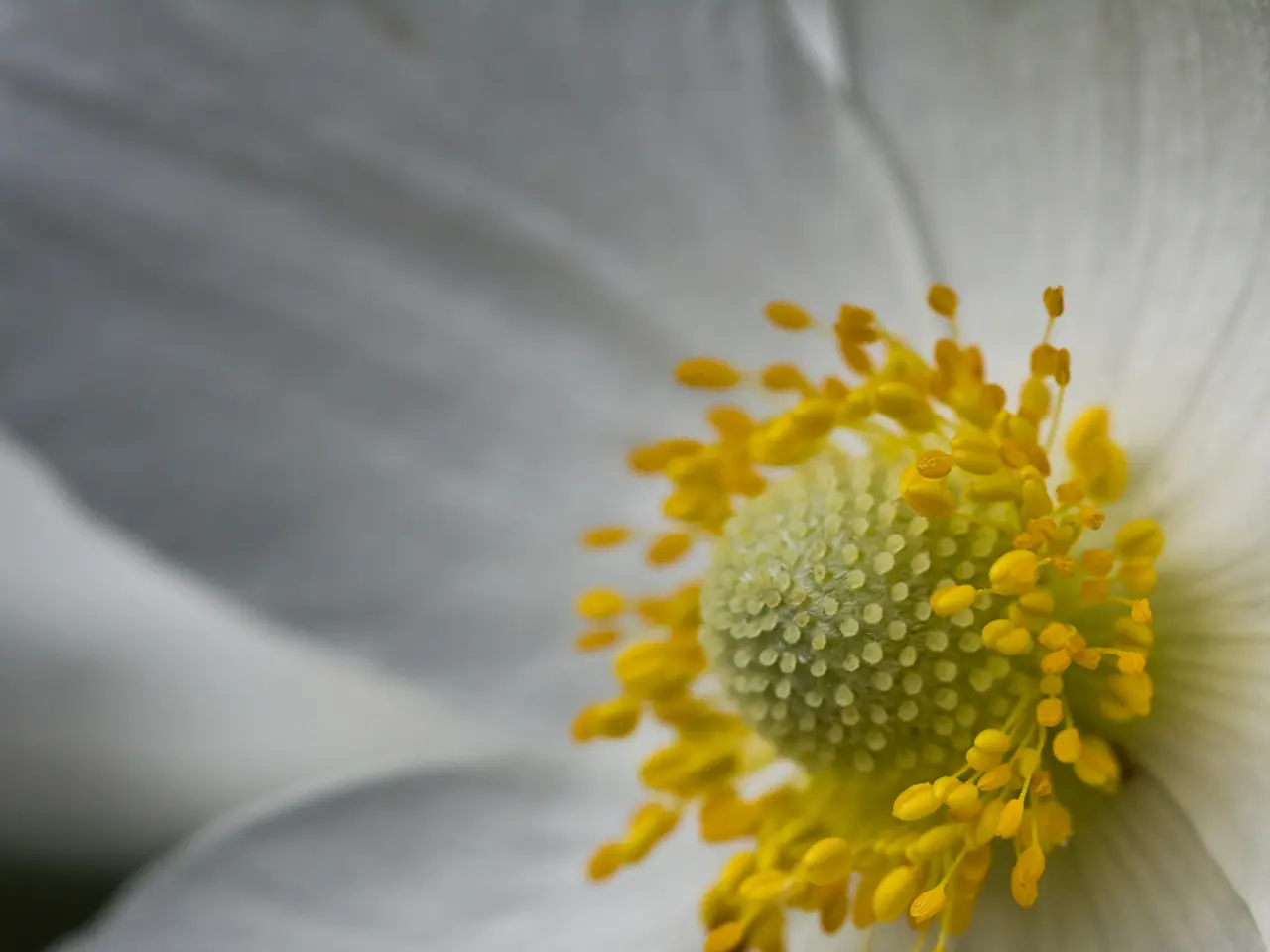 Latest update on Pollenflug Hanau: Cannabis and ambrosia found on Friday