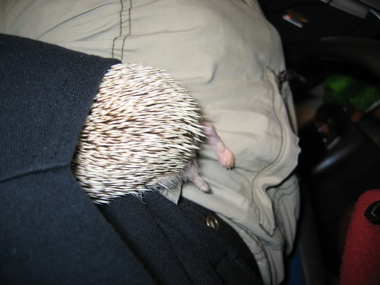 Exploring Extensive Pet Insurance Policies: A Detailed Overview