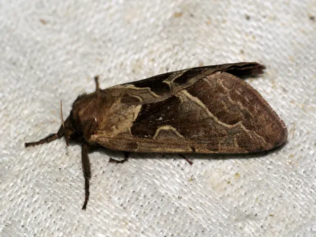 More than a third of ticks in Komi region are found to be carrying borreliosis.