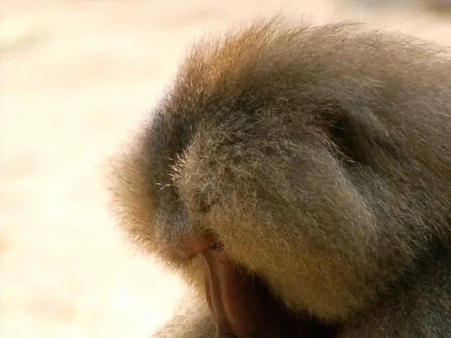 Orangutans will resume their resting position.