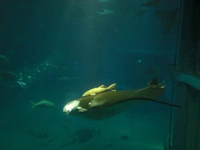 Following the second whale assault, bathing islands undergo thorough inspections