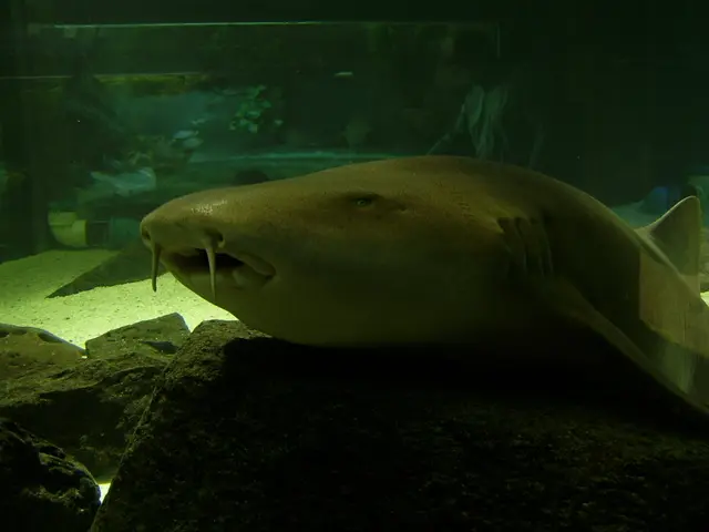 Common Errors to Steer Clear of When Dealing with Wavemakers and Powerheads