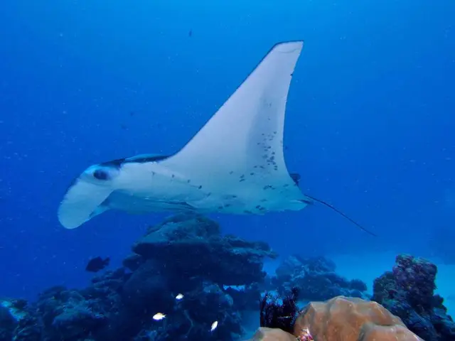 Harmful algal bloom advisory revoked by Kentucky Division of Water for Herrington Lake