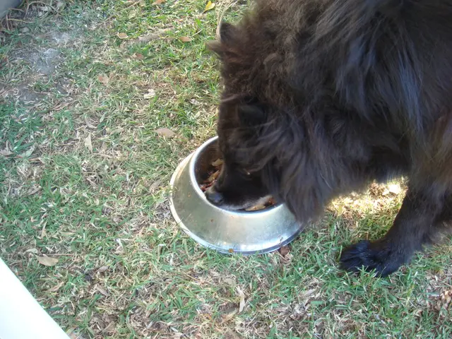 Veterinary Insight: The Significance of Dog Feces - An Expert Analysis