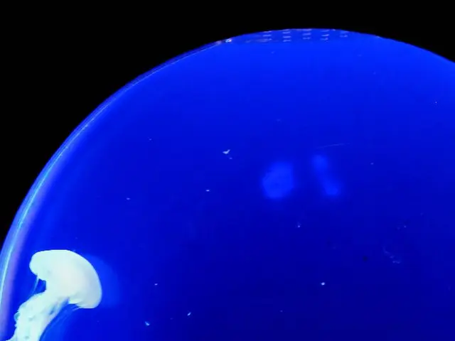 Sponges' digestive process: Understanding how sponges consume their food