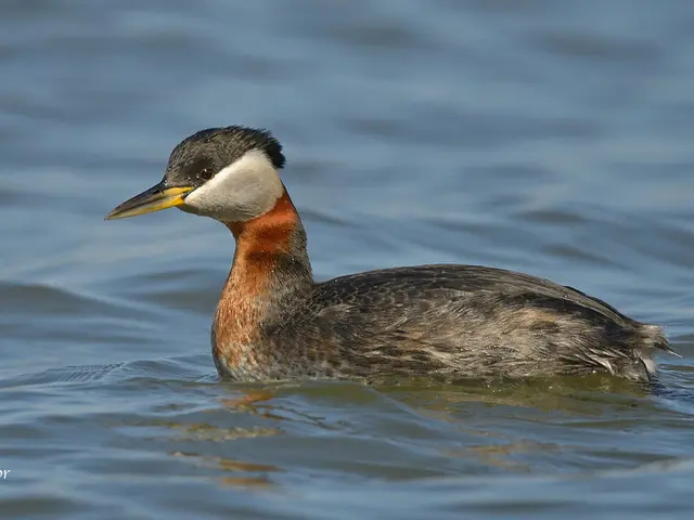Immediate alert: Favored mineral water brand undergoes withdrawal
