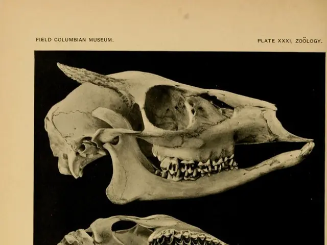 Chambers of the Mind