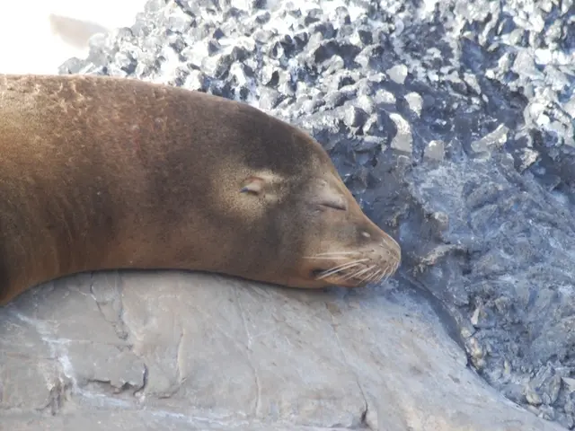 Lion Snoozes at Stralsund Zoo