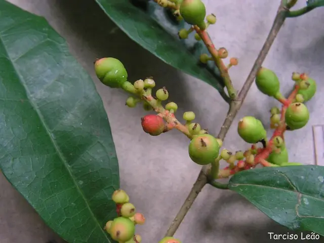 Benefits, Potential Issues, and Nutritional Information of Figs: An Overview