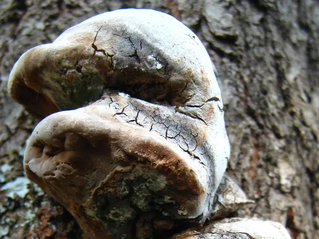 Deadly nature of the 'zombie fungus' affecting hands revealed