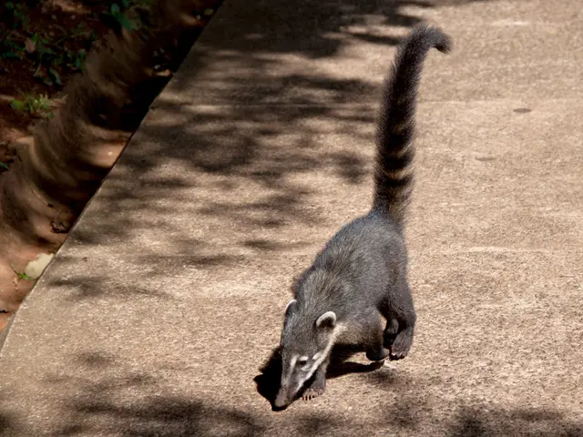 COVID-19 and Anxiety Symptoms: Recognizing the Differences