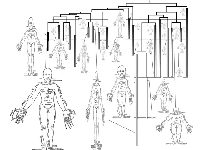 Number of Ribs in Human Body: Differences Across Genders and Anatomical Analysis