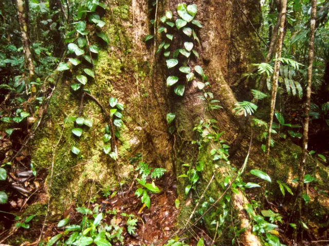 Methods Used by Plants to Maximize Nutrient Absorption from the Ground