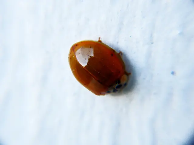 Fournier's Disease Explained: A Deep Dive into Genital Gangrene Caused by Infections.