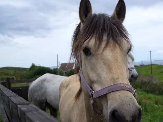 Improved livestock farming for animal welfare benefits 209 farms in Thuringia