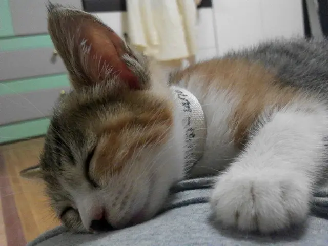 Interpreting the symbols in your slumber and uncovering your hidden concerns