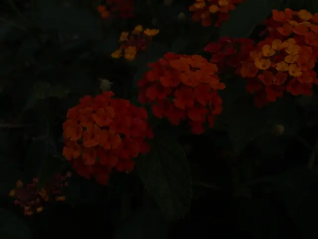 Enhancement of crop yields via the contribution of indigenous pollinators