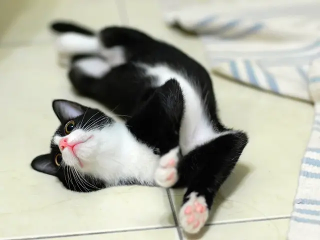 Treatment of Feline Anxiety: Prazosin Usage in Cats