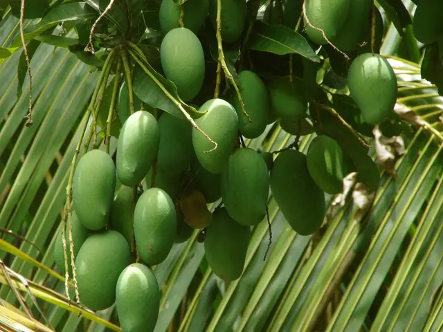 Papayas and weight loss: Fact or myth?