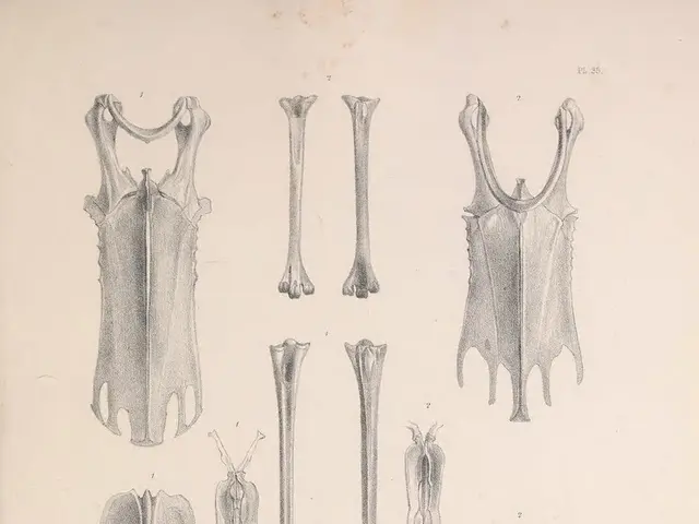 The Essential Structure of Humans: The Purpose Behind Our Bony Framework