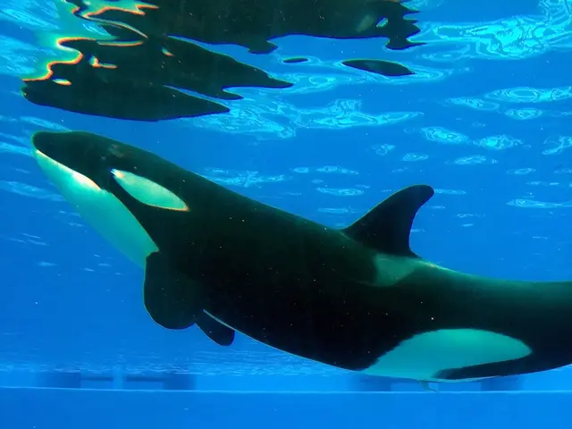 Unearthed beneath a retreating glacier in Russia, an ancient whale burial ground has been...