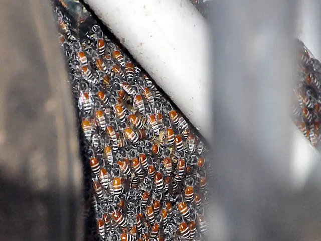 Exploring Bees: Decoding Hidden Symbolism and Interpretations