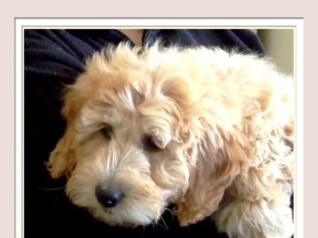 Dog Experiencing Coughing and Gagging: Insights by Rhiannon Koehler, DVM, MPH