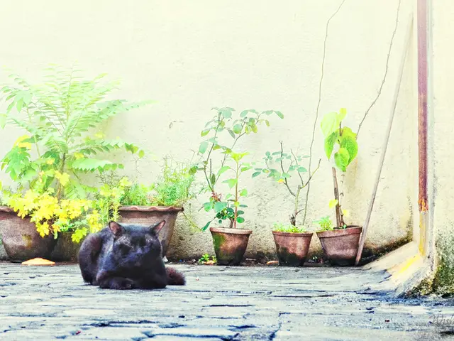 Avoid feeding grapes and raisins to cats as they are harmful to them.