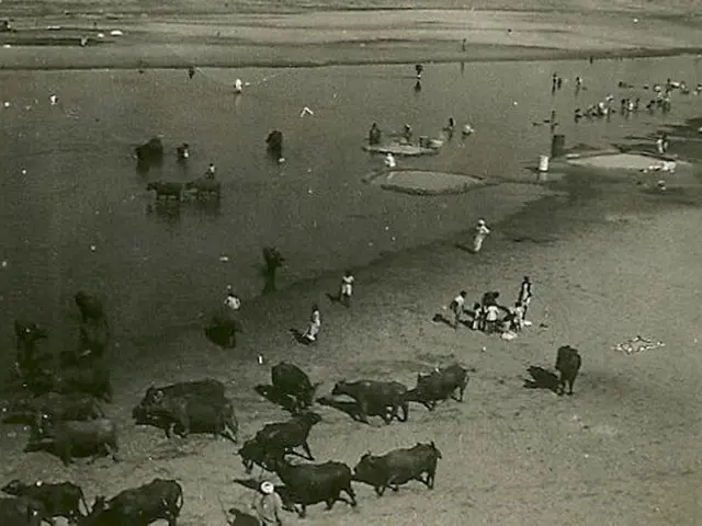 Netherlands grapples with significant animal mortality rates.