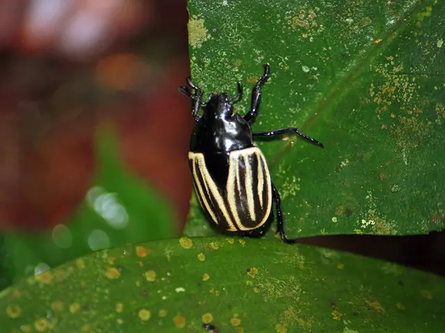 Japanese B Encephalitis: A Detailed Look at the Disease