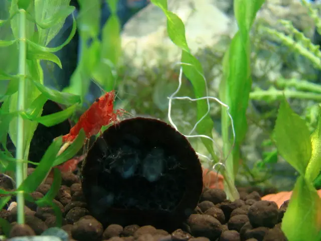 The Significance and Implications of Genetically Engineered Lifeforms