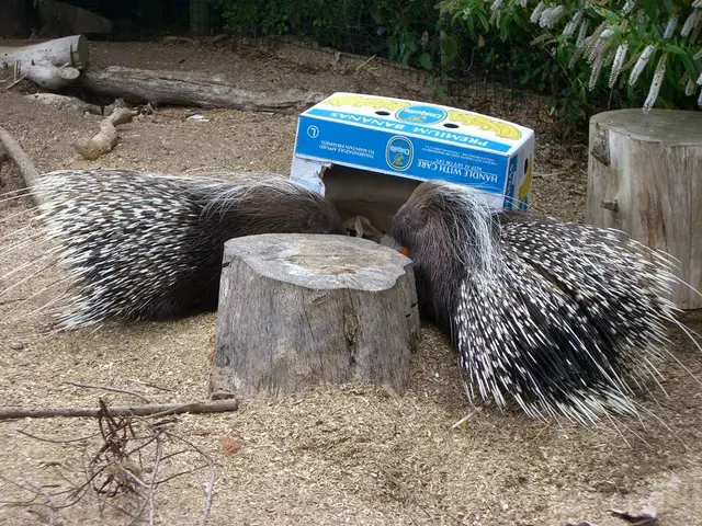 Symptomatic Porphyria: A discussion revolving around this health condition, its identification, and...