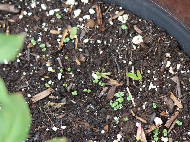 Investigating the Link between Soil Vitality and Human Intellect Capabilities