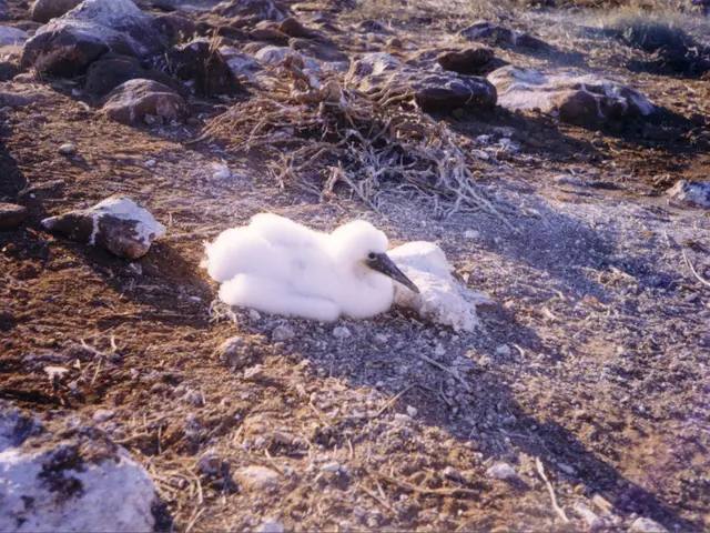 Thousands of birds are perishing due to an outbreak of botulism in the Loire-Atlantique marshes - a...