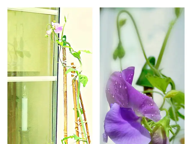 Unveiling Methods to Activate the Slumbering Abilities of Your Pineal Gland