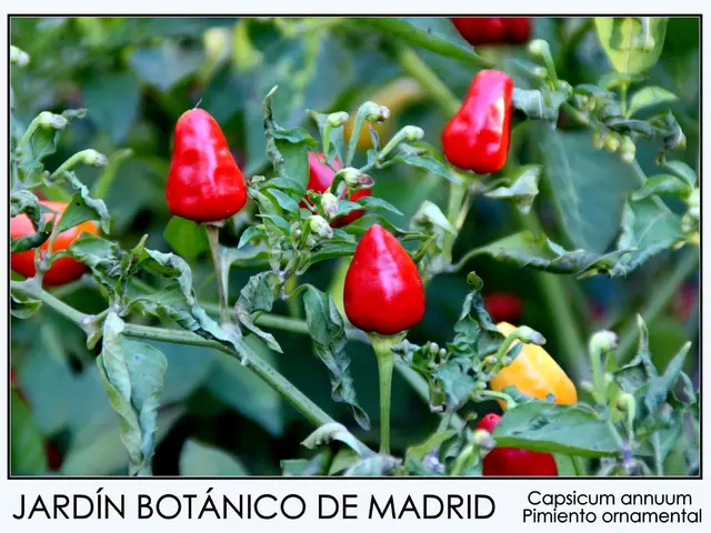 Consuming peppercorns offers numerous health benefits.