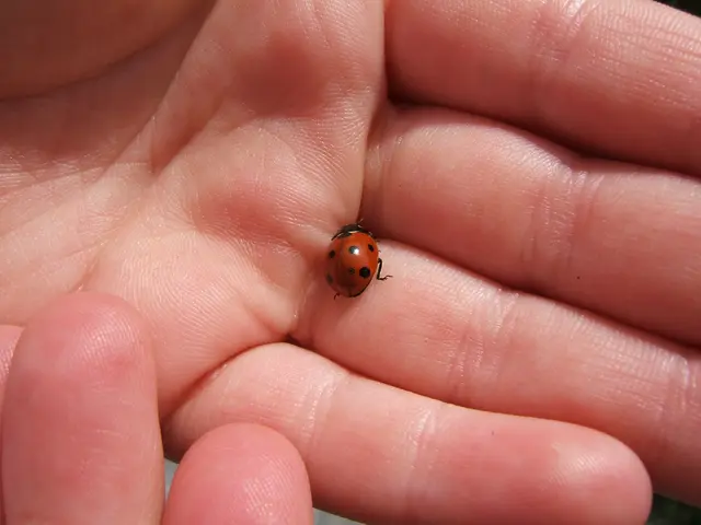 Dementia Compared: Pick's Disease versus Lewy Body Dementia