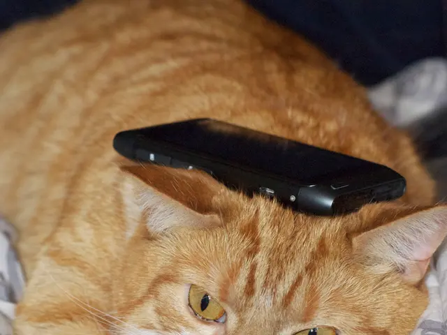 VeterinaryHome Visit Guide: Understanding the Experience