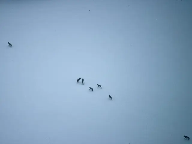 Differences and overlaps between Chronic Lymphocytic Leukemia (CLL) and Small Lymphocytic Lymphoma...