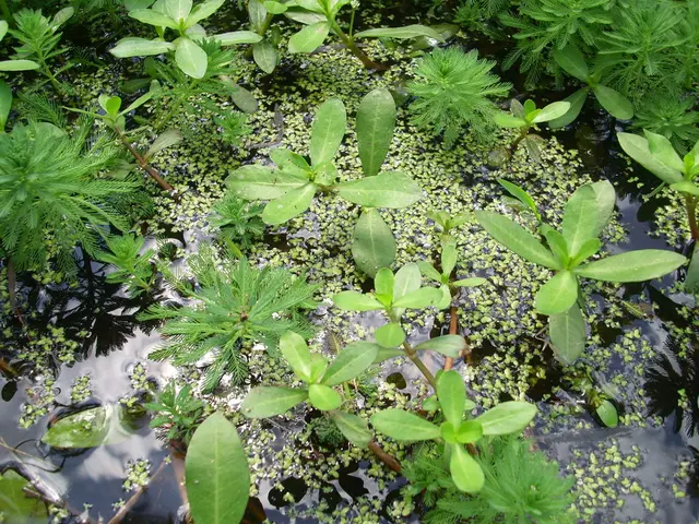 Minimal instances of blue algae impacting swimming spots