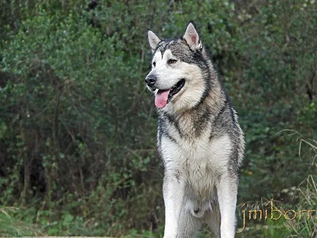 Rainer discloses plans for a wolf population evaluation within EU by fall