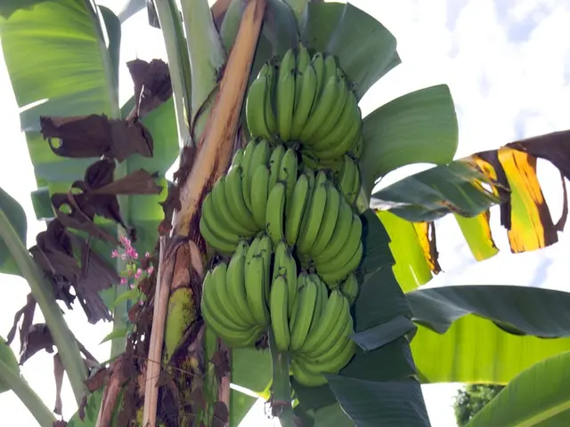 Unknown Yet Crucial Facts about Bananas Revealed